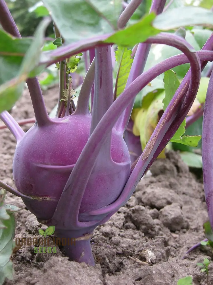 Kohl Rabi - Purple Vienna Seeds for Planting and Gardening - Premium Quality Seeds
