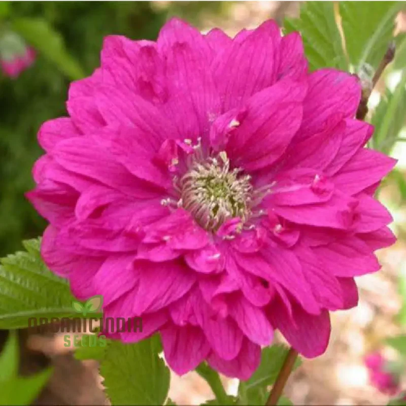 Rubus Spectabilis Flore Plena Flower Seeds For Planting, Grow Stunning Double Flowered Salmon Berry