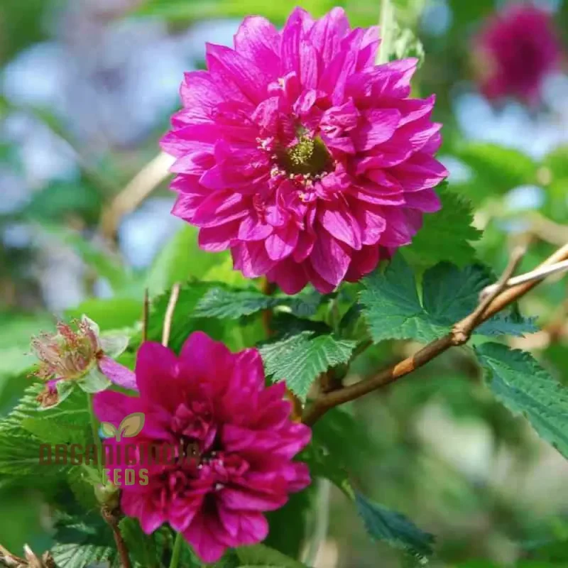 Rubus Spectabilis Flore Plena Flower Seeds For Planting, Grow Stunning Double Flowered Salmon Berry