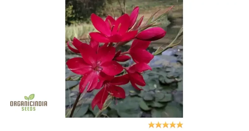 Schizostylis Coccinea 'Lipstick' Seeds for Gardening