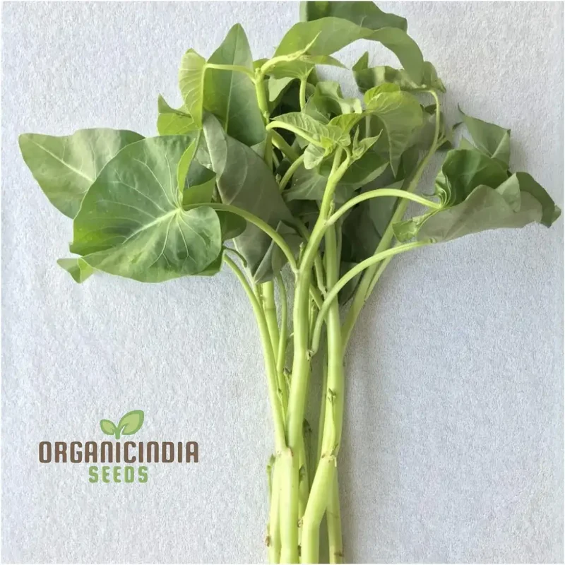 Kangkong - Water Spinach - White Stem Seeds for Planting and Gardening
