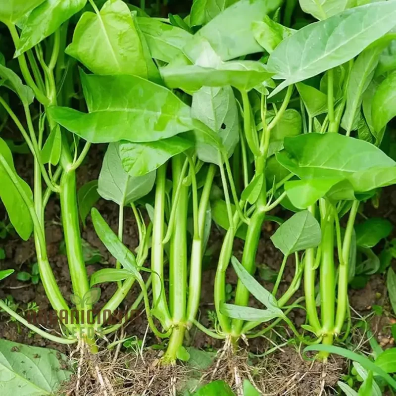 Kangkong - Water Spinach - White Stem Seeds for Planting and Gardening