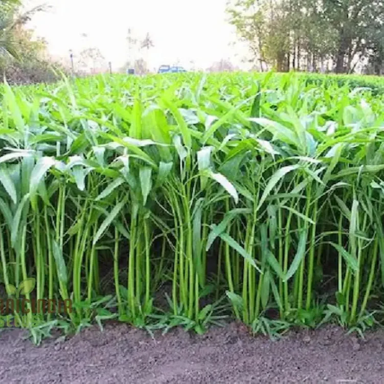 Kangkong - Water Spinach - Bamboo Leaf Seeds for Planting and Gardening