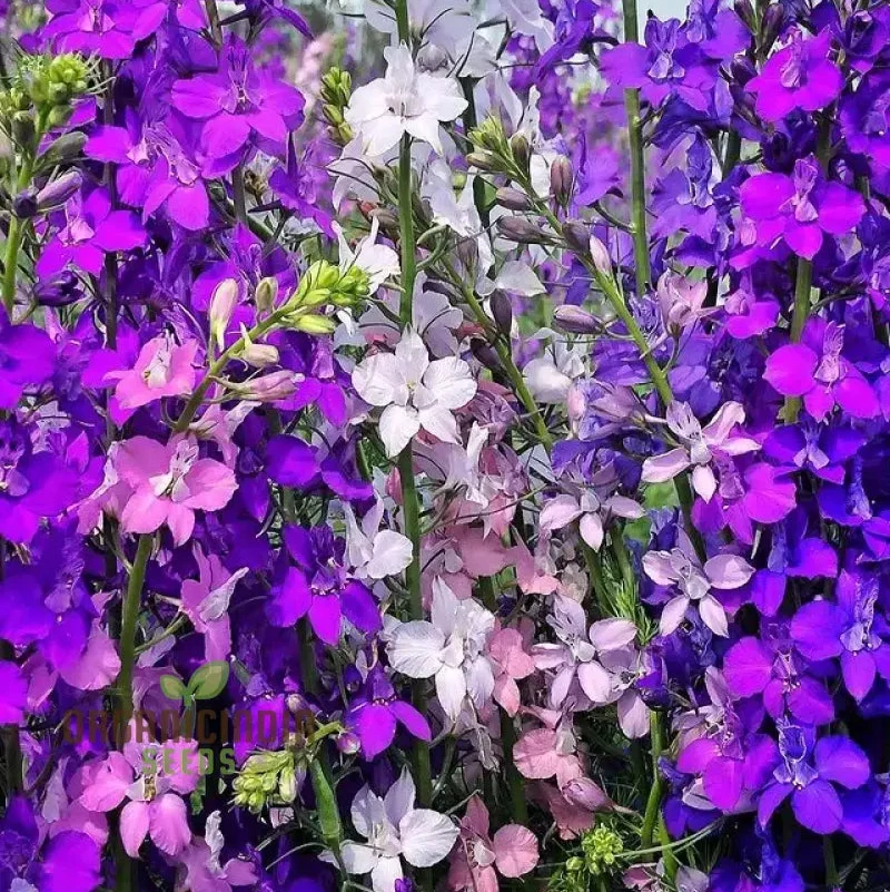 Delphinium Seeds (Consolida Giant Imperial Mix Seeds) - Tall Colorful Blooms for Vibrant Gardens