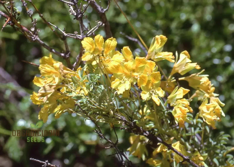 Tropaeolum Leptophyllum Flower Seeds For Planting, Unique and Exotic Climbing Blooms for Your Garden