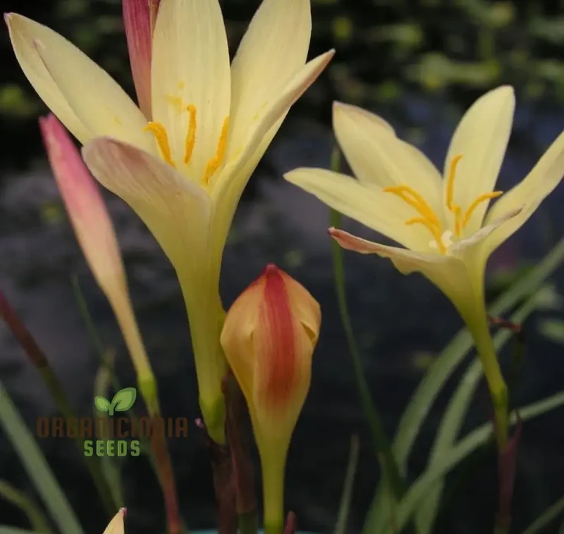 Zephyranthes Primulina Seeds - Exquisite Rain Lily for Your Garden Blooms
