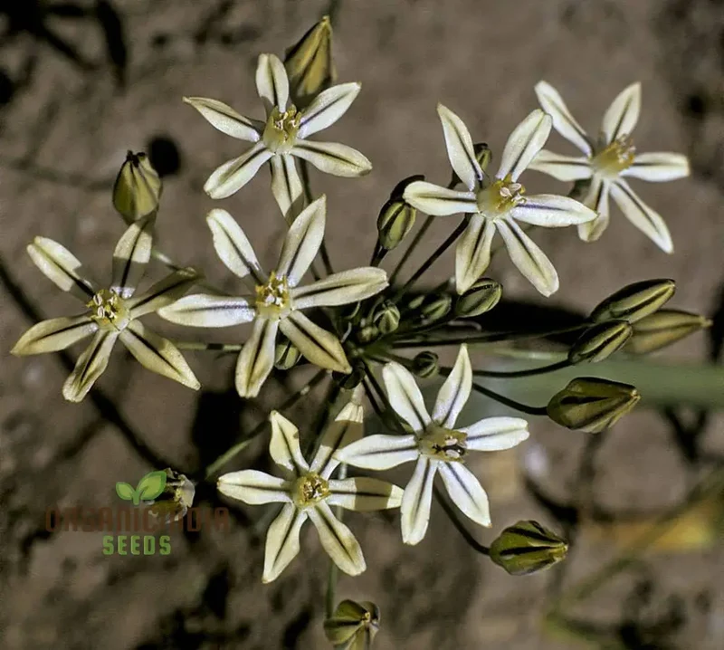 Triteleia Ixioides Flower Seeds For Planting, Grow Gorgeous Yellow and Cream Blooms for Your Garden