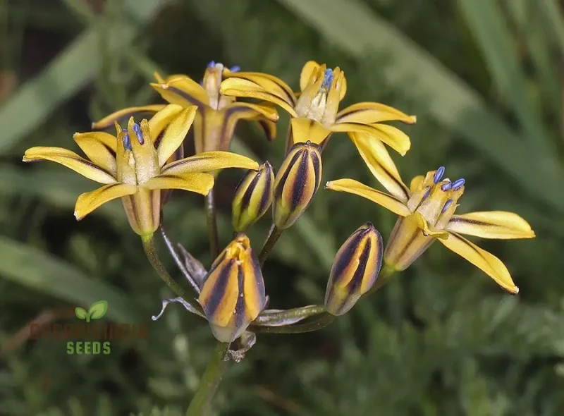 Triteleia Ixioides Flower Seeds For Planting, Grow Gorgeous Yellow and Cream Blooms for Your Garden