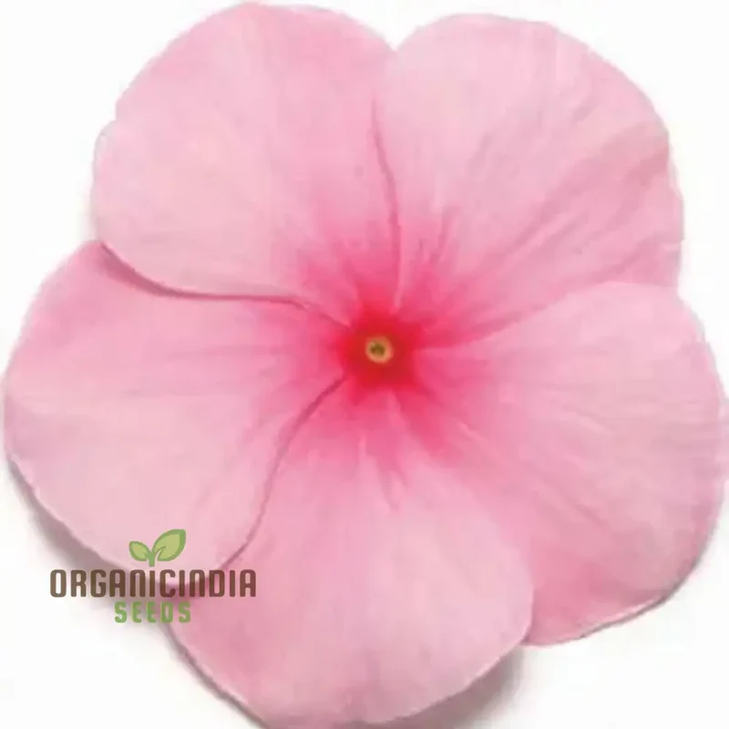 Vinca Pacifica XP Blush Flower Seeds, Premium Quality Hardy, Easy-to-Grow Annual Blooms for Stunning Garden