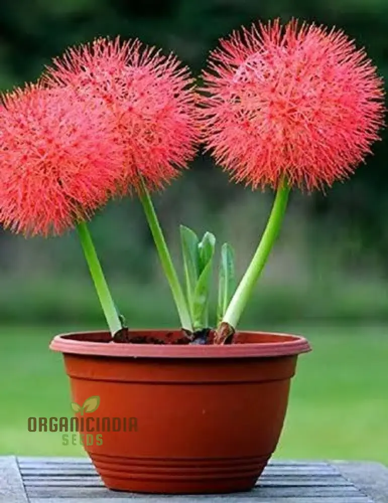 Scadoxus Multiflorus Seeds for Planting