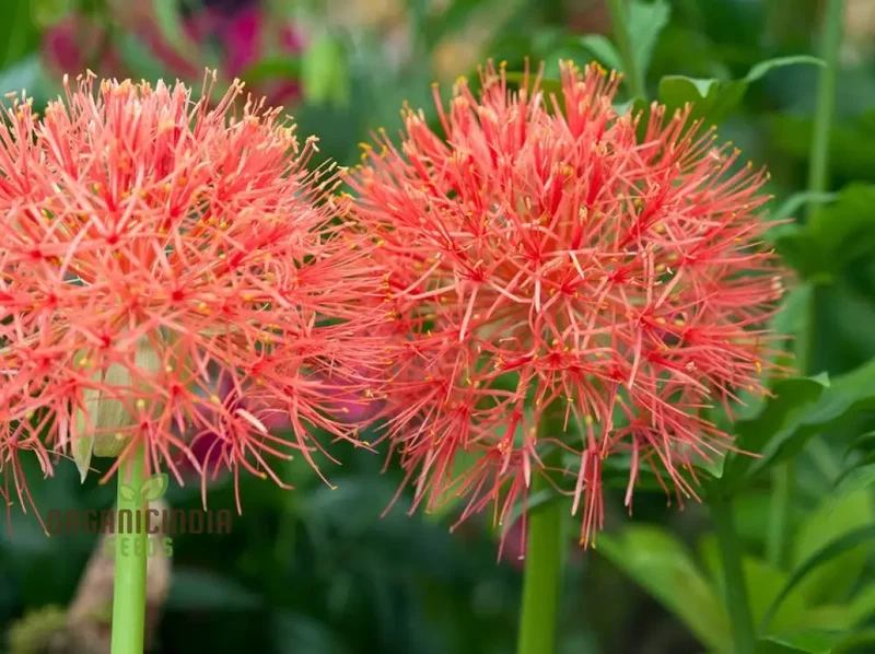 Scadoxus Multiflorus Seeds for Planting