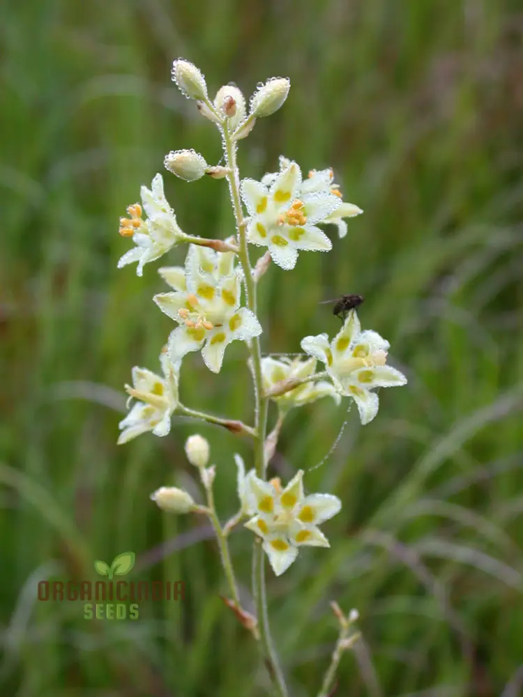 Zigadenus Elegans Seeds for Planting - Premium Quality, Easy to Grow, and Perfect for Your Garden