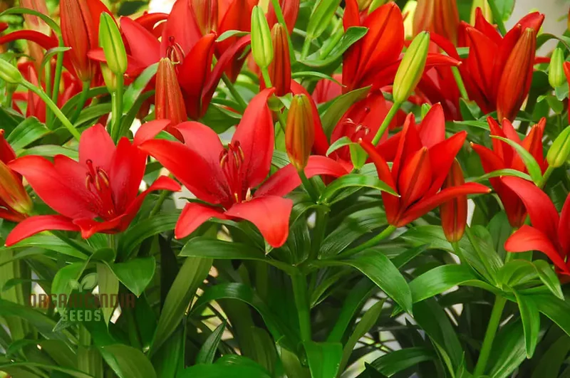 Lillium Asiatic Red Seeds for Planting - Ideal for Gardening Enthusiasts, Vibrant and Hardy Blooms for Your Garden