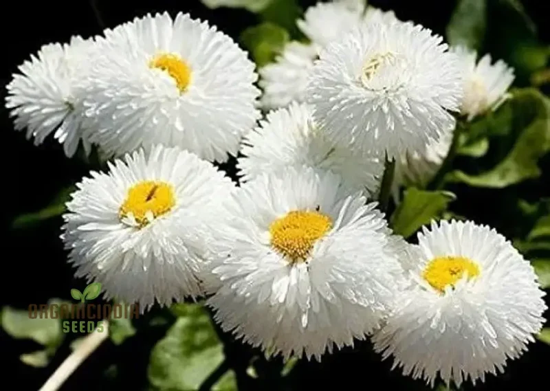 NM - Daisy Double Mix (Bellis perennis) Seeds for Planting and Gardening