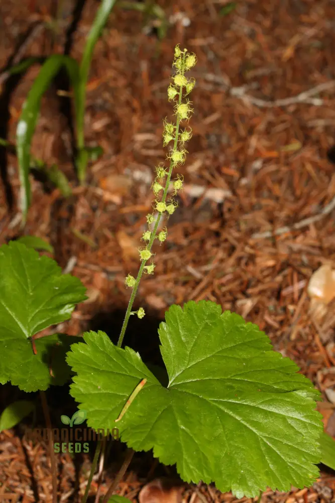 Mitella Breweri Flower Seeds for Planting, Perfect for Gardening Enthusiasts, Premium Quality Seeds for Stunning