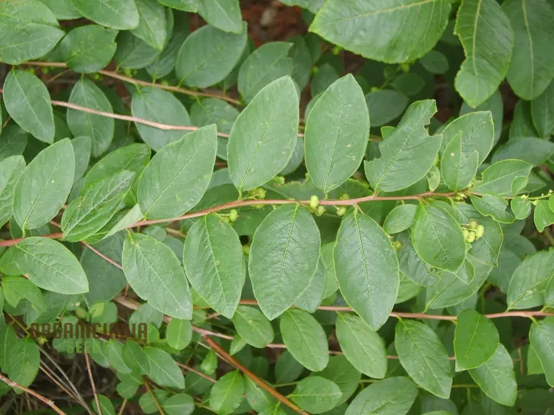 Securinega Suffruticosa Seeds for Gardening | Buy Organic Securinega Suffruticosa Seeds Online | Perfect for Home Gardens and Landscaping