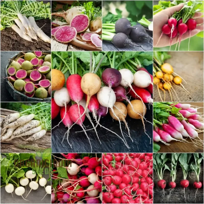 Radish - Heirloom Mix Seeds For Planting, Premium Collection for Your Garden