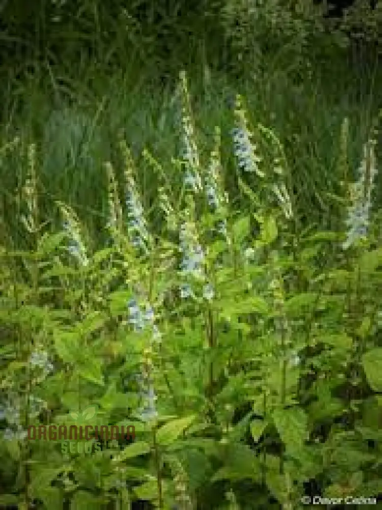 Scutellaria Tournefortii Seeds for Gardening | Premium Quality