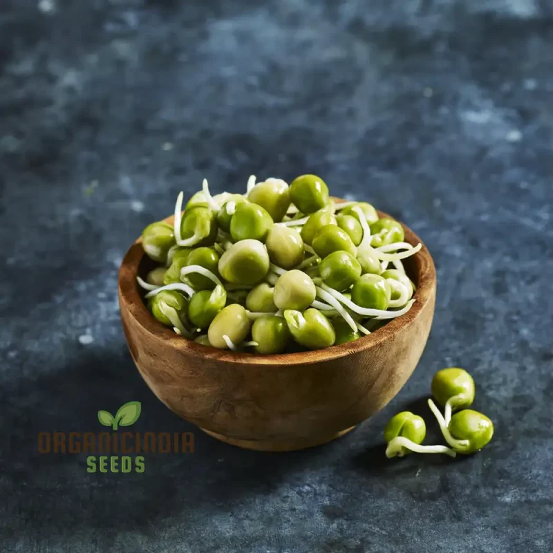 Blue Peas Seeds for Sprouting â€“ Premium Quality Seeds for Easy Planting and Growing