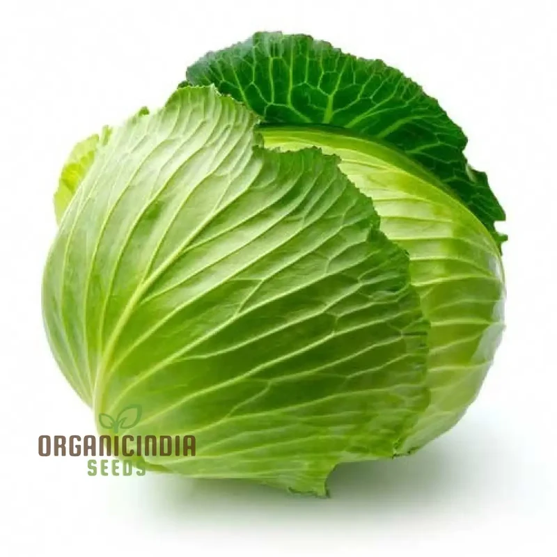 Cabbage - Heirloom Mix Seeds For Planting, Premium Collection for Your Garden