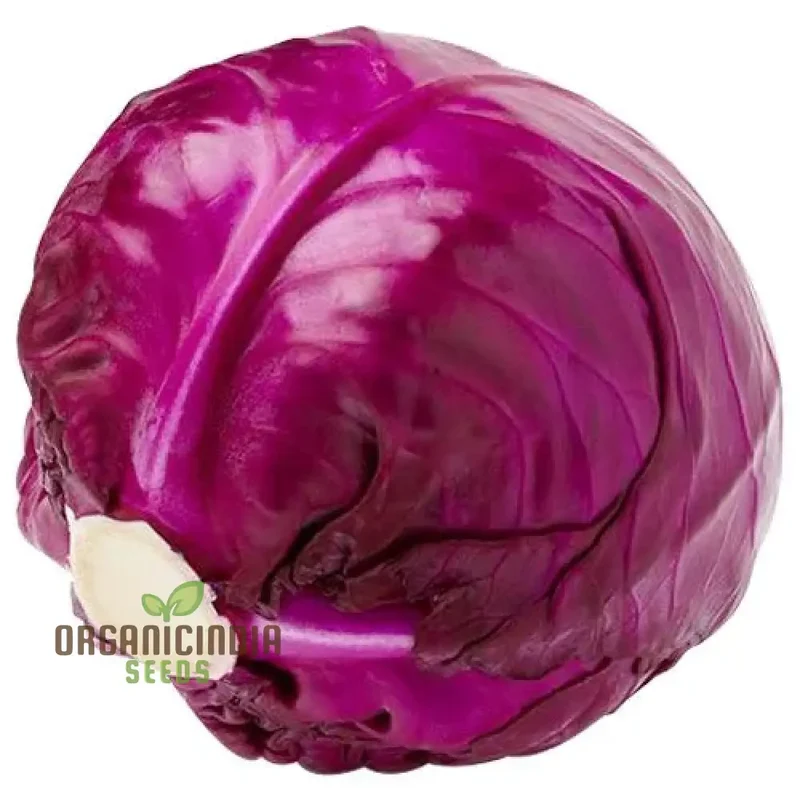 Cabbage - Heirloom Mix Seeds For Planting, Premium Collection for Your Garden