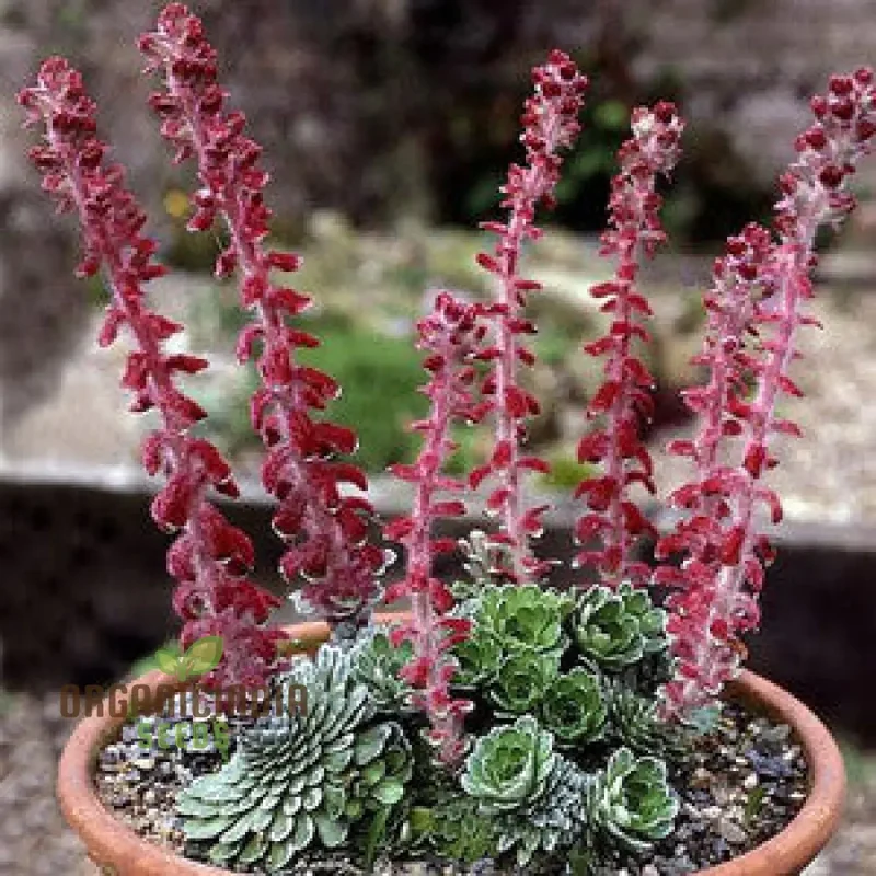 Saxifraga Fusca Seeds for Gardening - High-Quality Seeds for Beautiful Garden Blooms - Buy Saxifraga Fusca Seeds Online for Your Gardening Needs