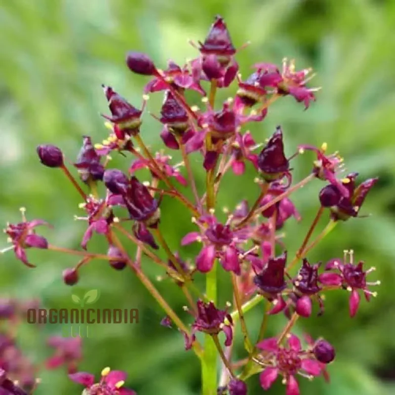 Saxifraga Fusca Seeds for Gardening - High-Quality Seeds for Beautiful Garden Blooms - Buy Saxifraga Fusca Seeds Online for Your Gardening Needs