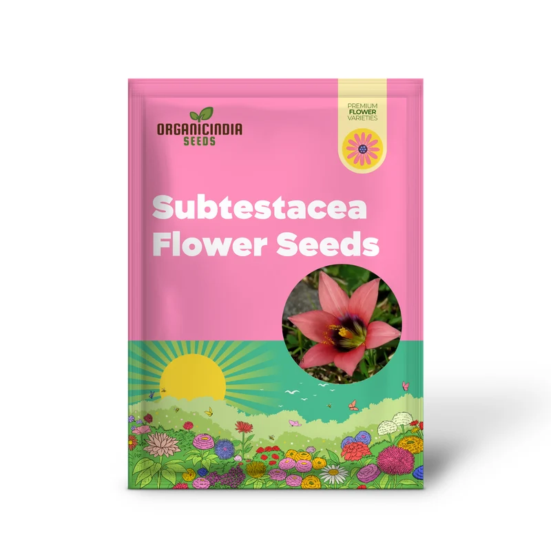 Romulea Obscura Subtestacea Flower Seeds For Planting, Cultivating Unique and Delicate Blooms for Your Garden