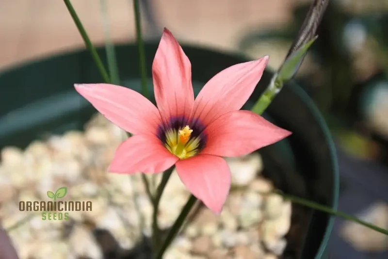Romulea Obscura Subtestacea Flower Seeds For Planting, Cultivating Unique and Delicate Blooms for Your Garden