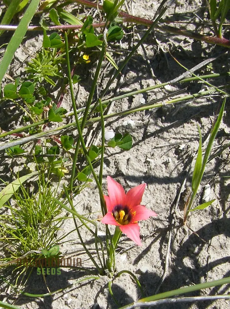 Romulea Obscura Subtestacea Flower Seeds For Planting, Cultivating Unique and Delicate Blooms for Your Garden
