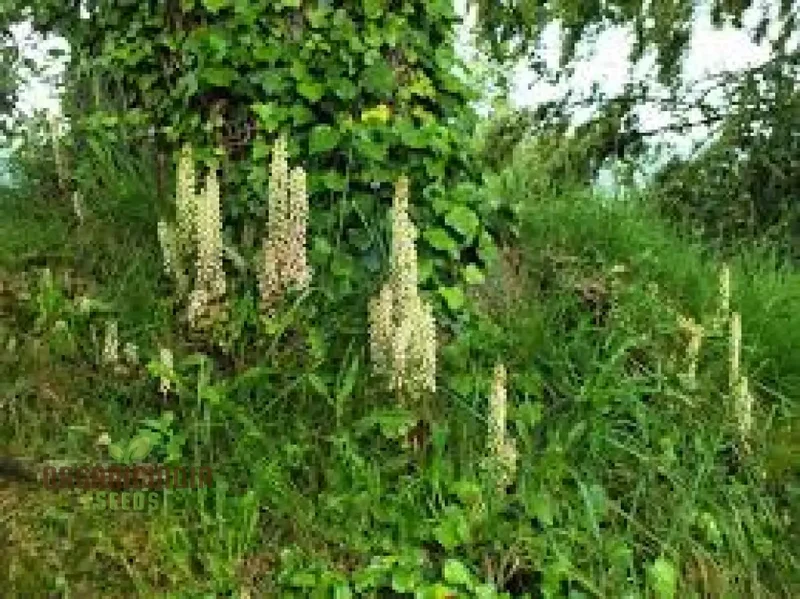 Umbilicus Rupestris Seeds for Rock Gardens | Hardy Succulent Seeds for Gardening Enthusiasts