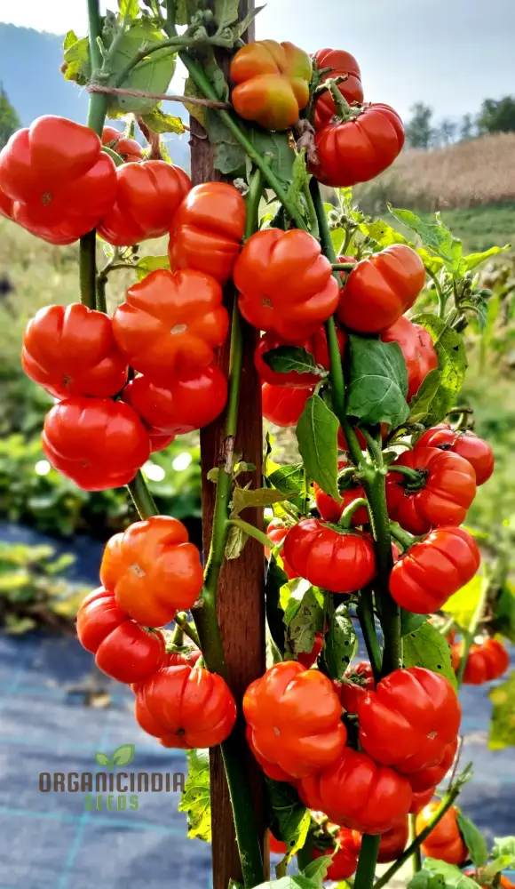 Eggplant - Red Ruffle Seeds Elevate Your Gardening with Vibrant, Flavorful Harvests!