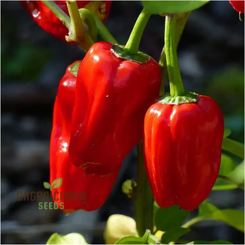 Chilli - Bido Tacana RED Seeds for Planting and Gardening - Organic Seeds