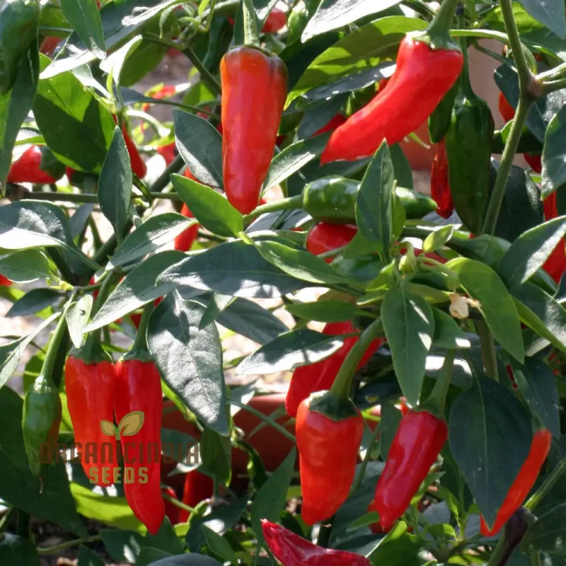 Chilli - Little Hottie F1 Seeds for Planting and Gardening | Premium Quality Seeds
