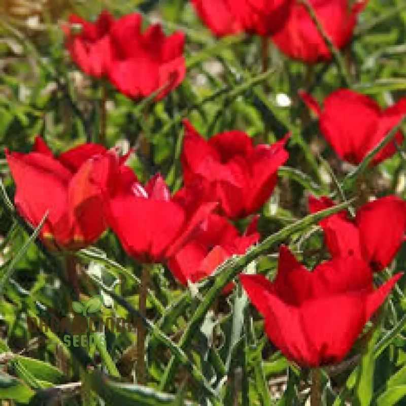 TULIPA MONTANA Seeds for Planting - Perfect for Gardening Enthusiasts - Buy Organic Tulip Seeds Online