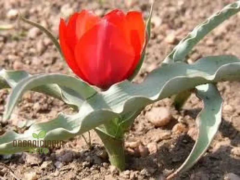 TULIPA MONTANA Seeds for Planting - Perfect for Gardening Enthusiasts - Buy Organic Tulip Seeds Online