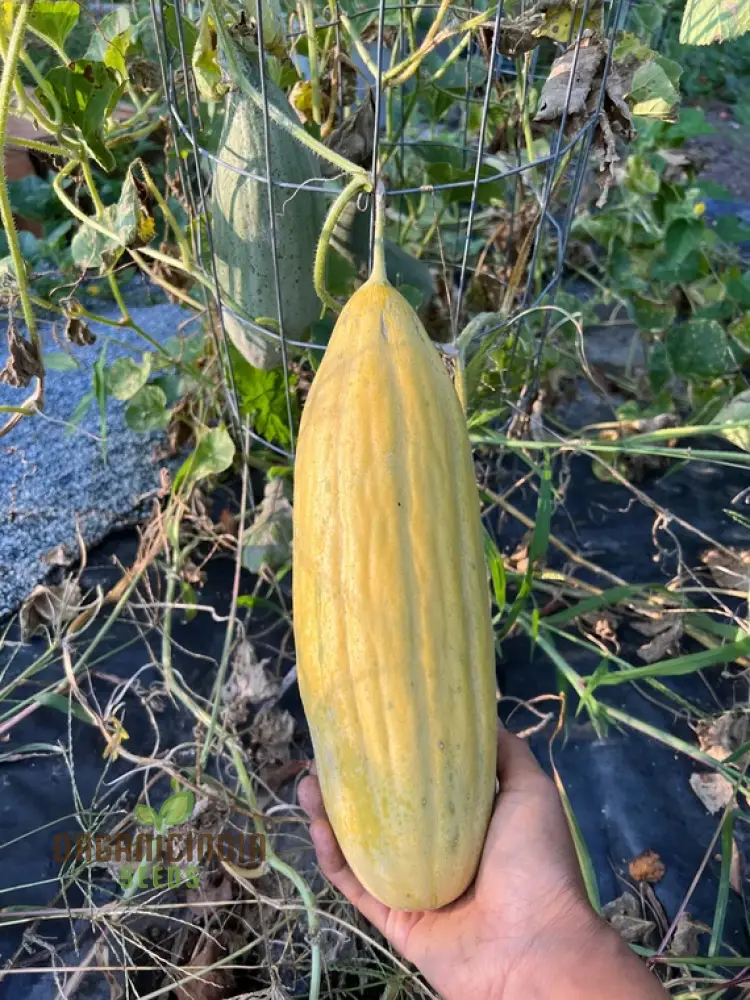 Melon Seeds - Banana Variety for Planting in Your Garden