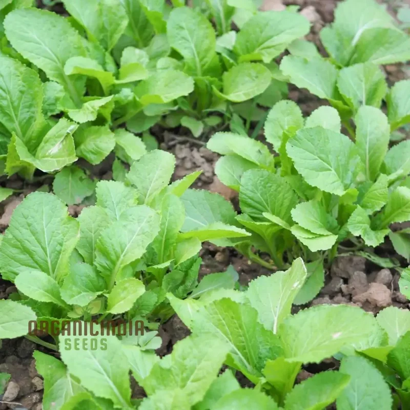 Indian Mustard 'Amsoi Green' Seeds for Exceptional Gardening Ideal for Home Garden Enthusiasts and Organic Growers