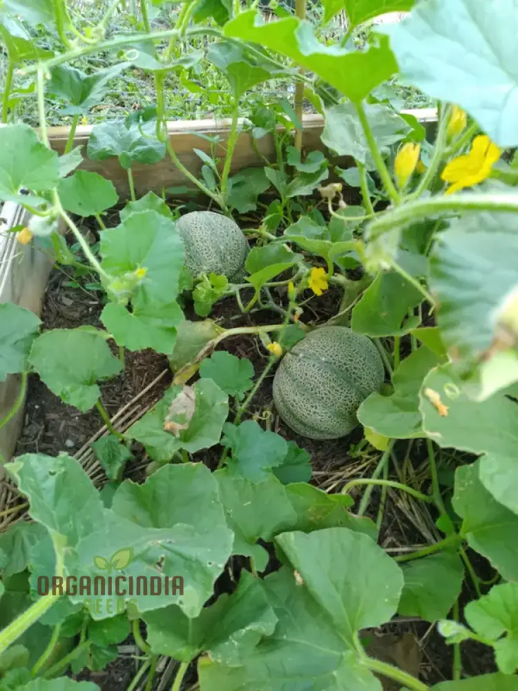 Melon Seeds - Minnesota Midget, Heirloom Garden Planting Seeds