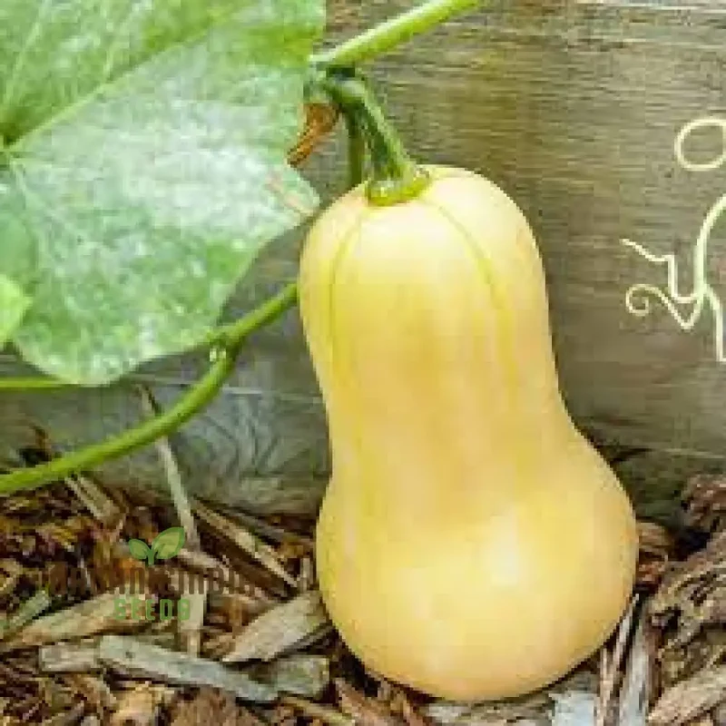 Waltham Butternut Squash Seeds for Planting, Gardening Seeds for Your Vegetable Garden