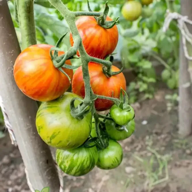 Tomato Tigerella Seeds for Planting, Premium Quality Heirloom Seeds for Successful Gardening