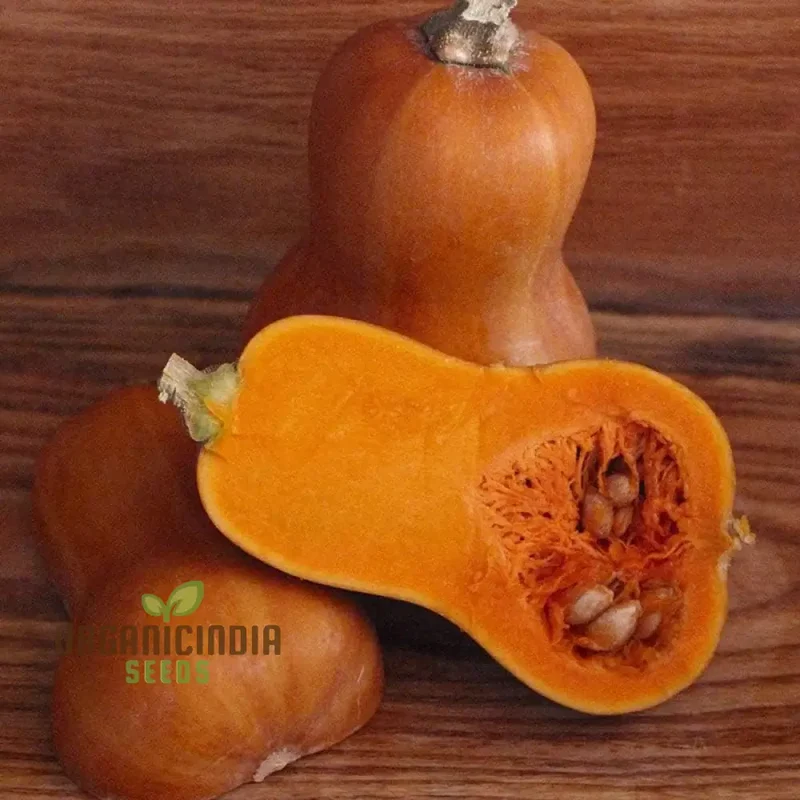 Honeynut Winter Squash Seeds - Premium Gardening Seeds for Your Winter Garden