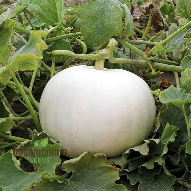 Casper Pumpkin Seeds for Planting - Premium Quality Seeds for Your Garden