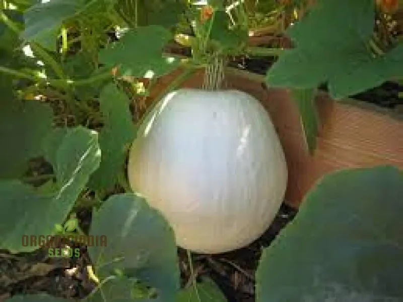 Casper Pumpkin Seeds for Planting - Premium Quality Seeds for Your Garden