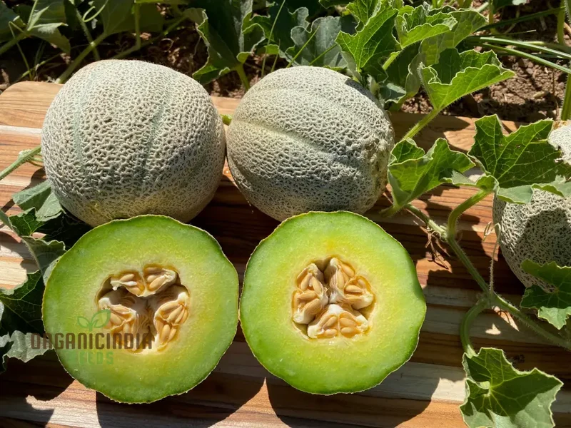 Organic Melon Seeds - Honey Rock, Premium Seeds for Planting