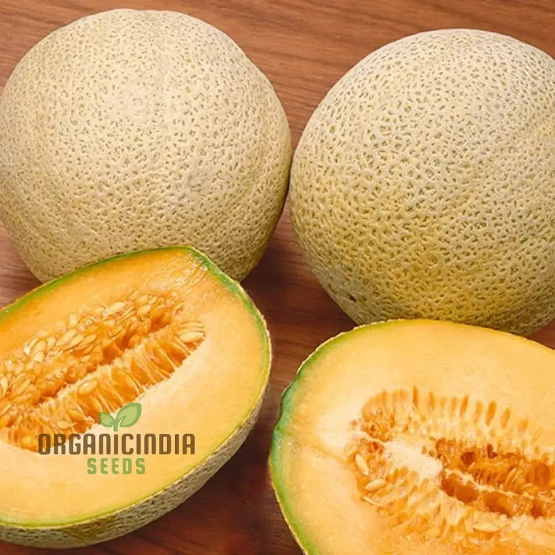 Organic Melon Seeds - Honey Rock, Premium Seeds for Planting