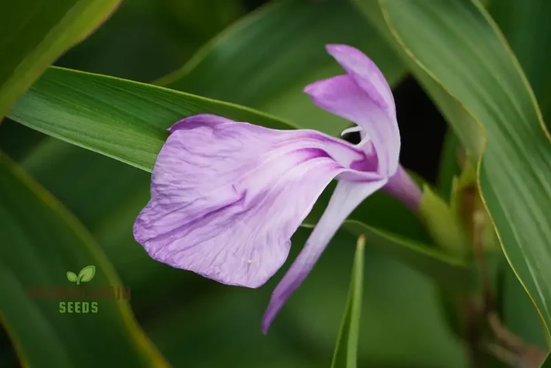 Roscoea Purpurea var. Procera Flower Seeds For Planting