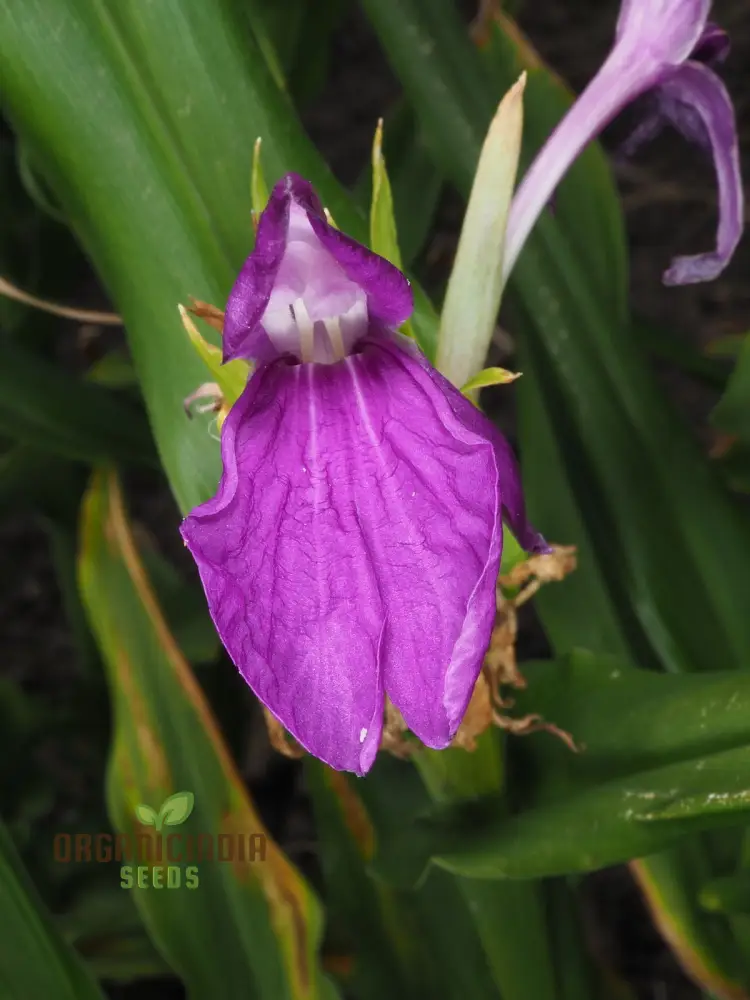 Roscoea Purpurea var. Procera Flower Seeds For Planting