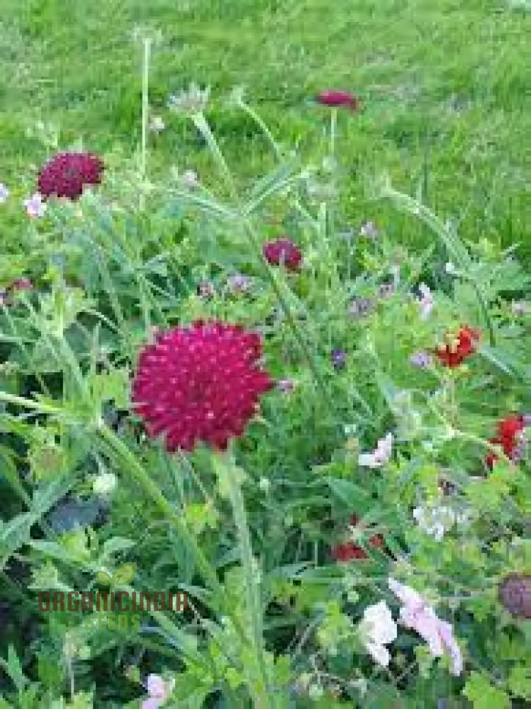 Scabiosa Rumelica Seeds - Premium Garden Planting | Rare Perennial Flower Seeds for Gardening Enthusiasts