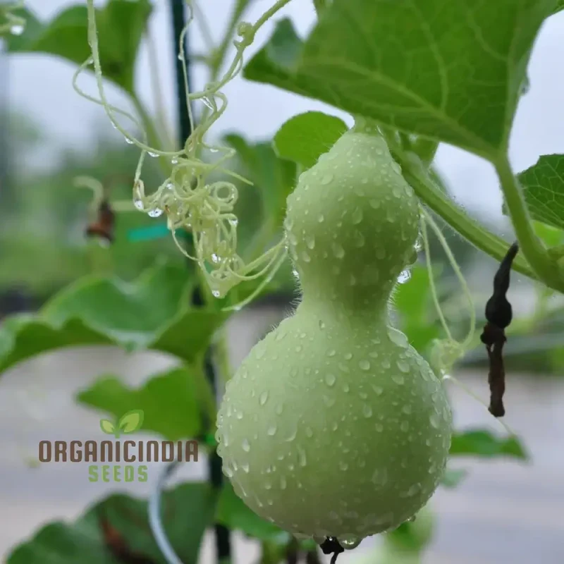 Gourd - Tiny Bottle Seeds | Perfect for Planting & Gardening | Premium Quality Seeds for Your Home Garden